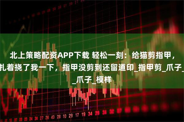 北上策略配资APP下载 轻松一刻：给猫剪指甲，它挣扎着挠了我一下，指甲没剪到还留道印_指甲剪_爪子_模样